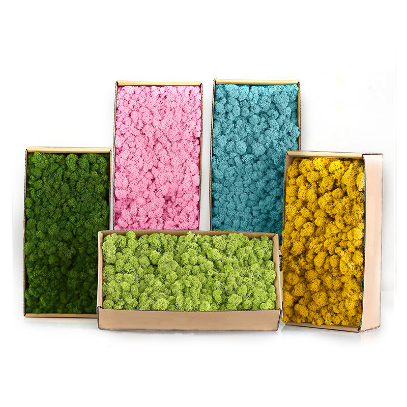 Sphagnum Moss Dry - Piante verdi artificiali Mini paesaggio Vita