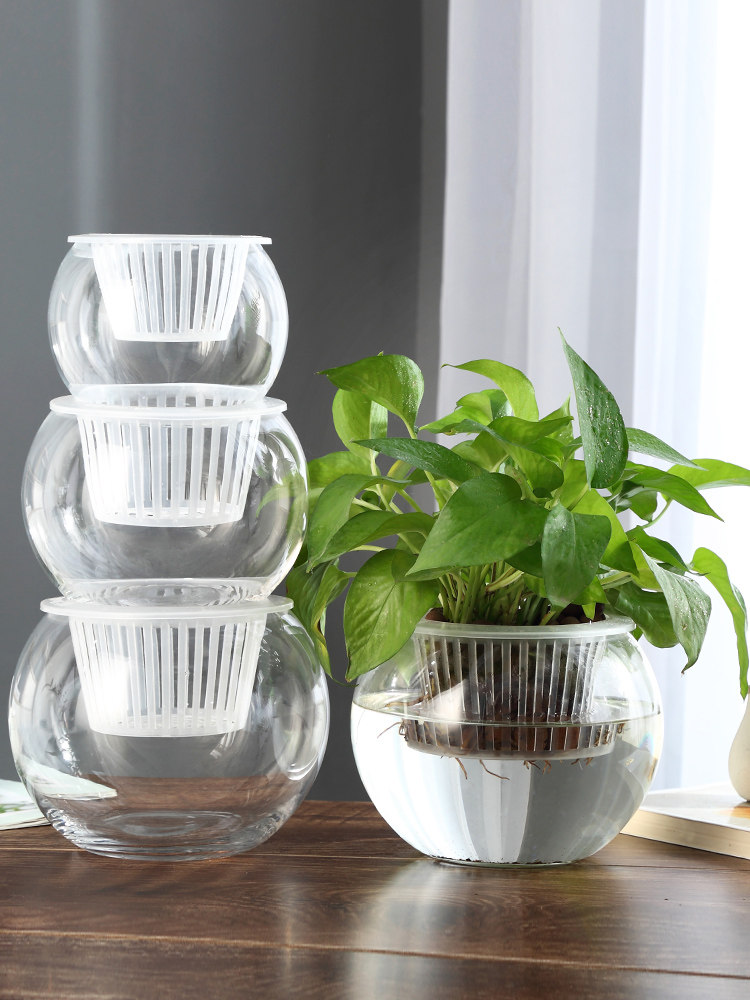Propagation Station Vase - Vaso in vetro idroponico per aneto