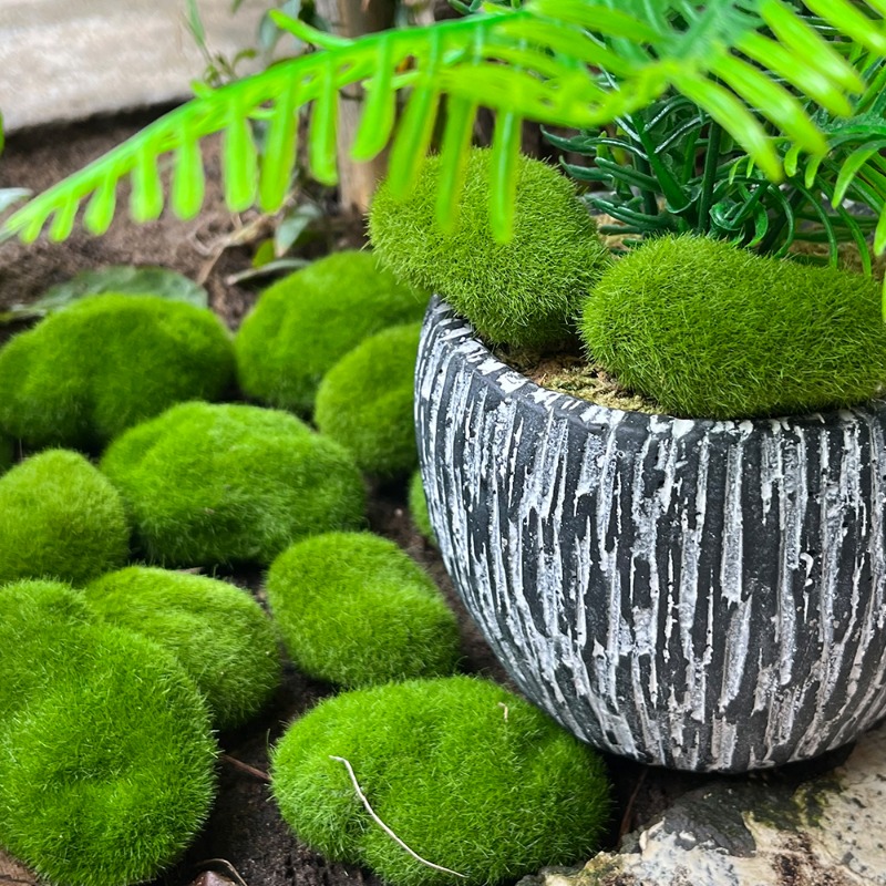 100/5 Pezzi Rocce di Muschio A - Sphagnum Moss Dry recensione e prezzo