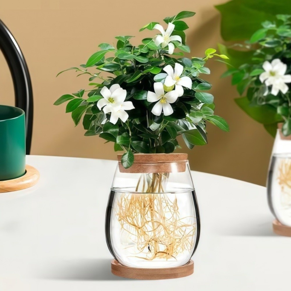 Vaso Idroponico Trasparente co - Propagation Station Vase recensione e prezzo