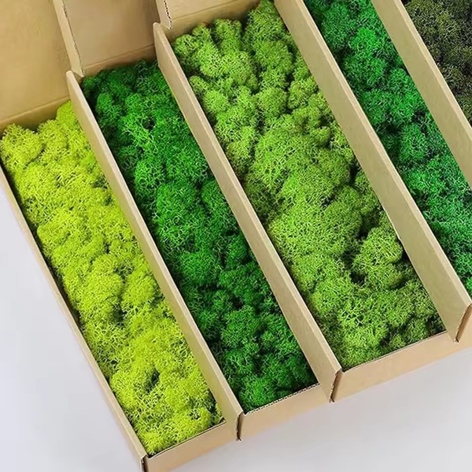 20-200g Piante verdi artificia - Sphagnum Moss Dry recensione e prezzo