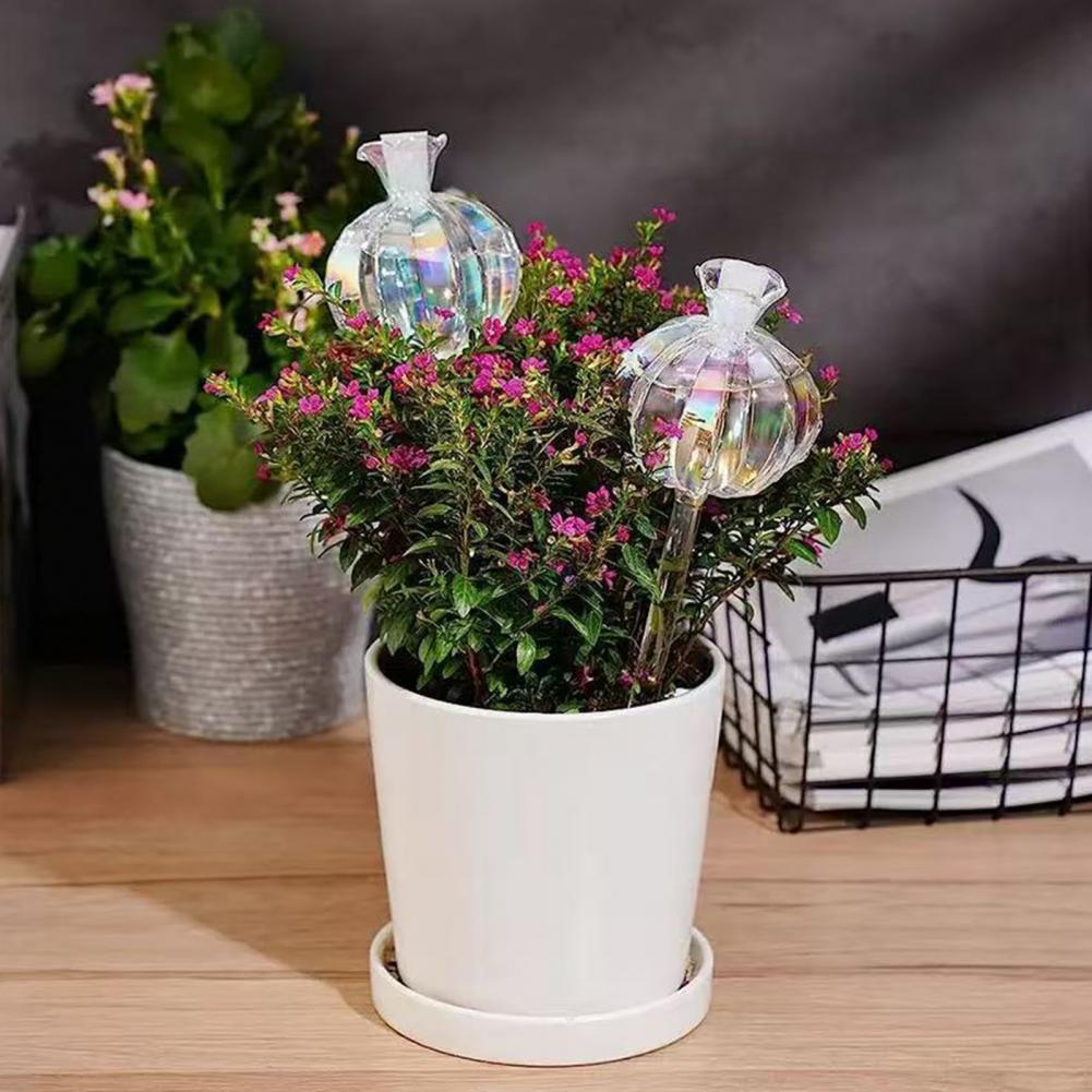24 centimetri Cactus Auto Irri - Self Watering Insert recensione e prezzo