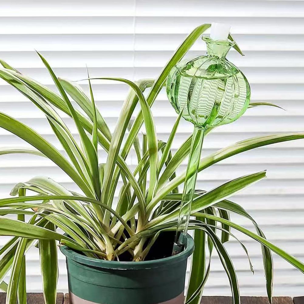 24 centimetri Cactus Auto Irri - Self Watering Insert recensione e prezzo